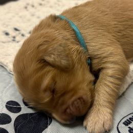 Boy 7 - Golden Retriever puppy from Triple J Goldens, LLC
