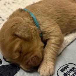 Boy 7 - Golden Retriever puppy from Triple J Goldens, LLC