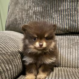 Georgie - Chocolate and tan female Pomeranian puppy in Minooka, Illinois from Sheree’s Pomeranians