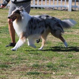 Collie All Grown Up from Erin Matthews