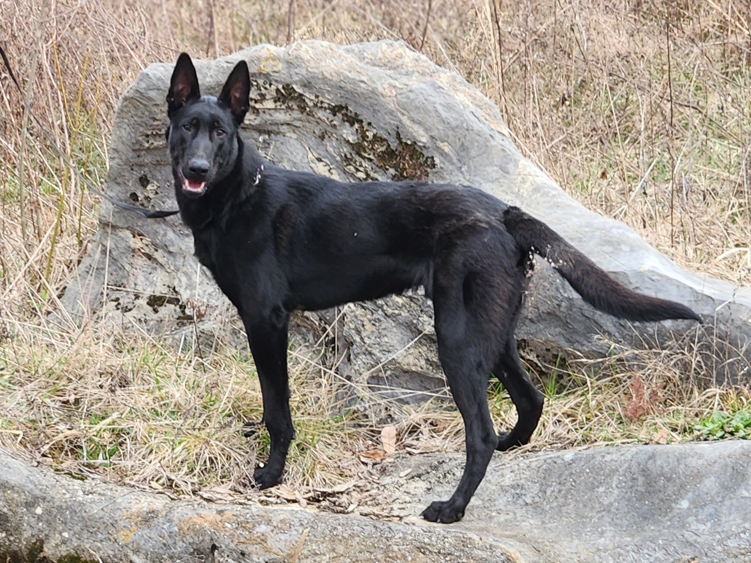 Owen - Belgian Malinois