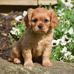 Cavalier King Charles Spaniel puppies from Stoltzfus Family Puppies (license number 18844)