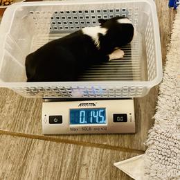 Honey - Black and white female Chihuahua puppy in Oklahoma City, Oklahoma from Savvy Chihuahuas of Oklahoma