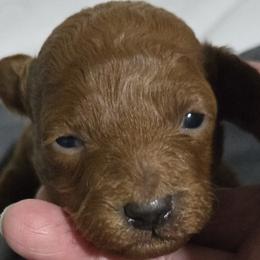 Kai - Red  female Poodle puppy in Lucedale, Mississippi from Simply Poodle