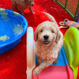 Red collar girl - Cream female Labradoodle puppy in Pollock Pines, California from Goindoodles