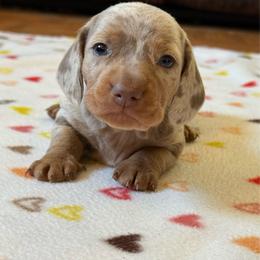 Snickerdoodle - Dapple male Dachshund puppy in New Mexico from Long Dog Ranch