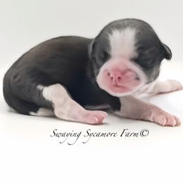 Brindle and White Female - Pink Collar - Brindle and white female Shih Tzu puppy in Crawfordsville, Indiana from Swaying Sycamore Farm