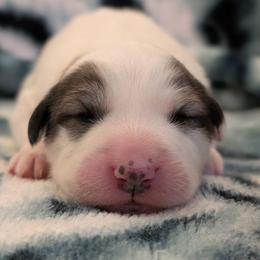 Willow - White and badger female Great Pyrenees puppy in Tombstone, Arizona from WeVolution Off-Grid