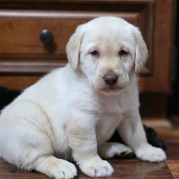 Elsa - Yellow female Labrador Retriever puppy in Seymour, Missouri from Fairview's Precious Pups