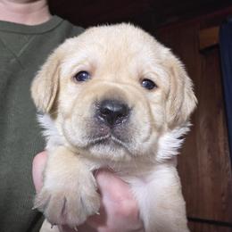 Male 2nd Pick - Yellow male Labrador Retriever puppy in Andrews, South Carolina from Leyland Cypress Retrievers