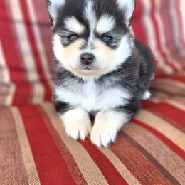 Murray - Black and white male Pomsky puppy in Mc Callsburg, Iowa from SZ Rolling Acres LLC