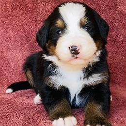 Turquoise Collar Female - Black rust and white female Bernese Mountain Dog puppy in Bristol, Tennessee from Holston Hollow Farm