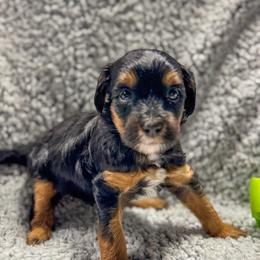 Granola - Phantom female Bernedoodle puppy in Rose Hill, North Carolina from Red Door Canines