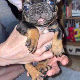 Little Deebo - Fawn brindle and white male French Bulldog puppy in Paso Robles, California from 805 Founding Frenchies