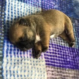 French Bulldog Puppies from PNW French Bulldogs