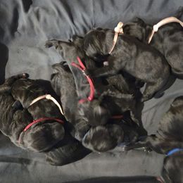 6 - Black brindle Cane Corso puppy in St. Cloud, Florida from Magical Creature Cane Corso