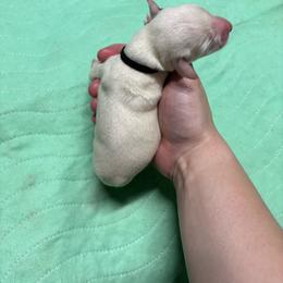 Magnolia - White and liver brown female Dalmatian puppy in Wilson, North Carolina from New Horizonz Dalmatians