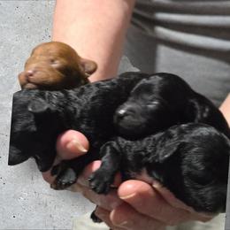 Boy 1 - Black male Poodle puppy in Lucedale, Mississippi from Simply Poodle