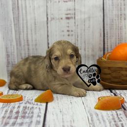 Buster - Cream male Dachshund puppy in Nashville, Arkansas from Cuddles n Curls