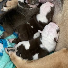 Bulldog Puppies from Bulldawg Vee