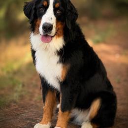 Priscilla - Black tan and white female Bernese Mountain Dog puppy in Broxton, Georgia from Faith’s Bernese