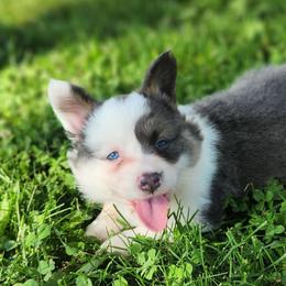 Nova - Blue female Pembroke Welsh Corgi puppy in Orleans, Indiana from Workman Farms