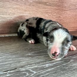 Miniature Australian Shepherd Puppies from Kyn's Kennel
