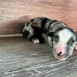 Miniature Australian Shepherd Puppies from Kyn's Kennel