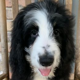 Patty - Tri-color Bernedoodle puppy in Beaumont, Texas from Bluemoon Bernedoodles