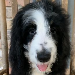 Patty - Tri-color Bernedoodle puppy in Beaumont, Texas from Bluemoon Bernedoodles