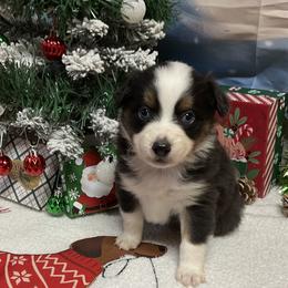 Delta-Blue eyes - Black tri female Miniature Australian Shepherd puppy in Signal Mountain, Tennessee from D & D Miniature and Toy Australian Sheppards