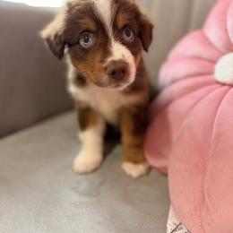 Miniature Australian Shepherd Puppies from B&B Little Aussie Gems