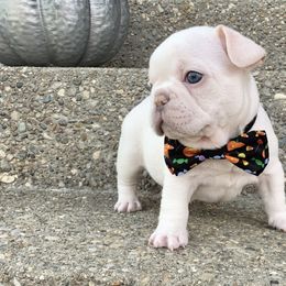 French Bulldog Puppies from Bourbon Country Bullies