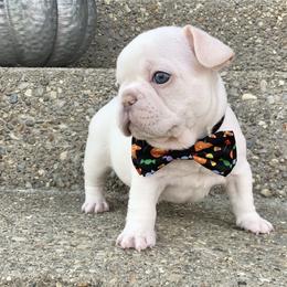 French Bulldog Puppies from Bourbon Country Bullies