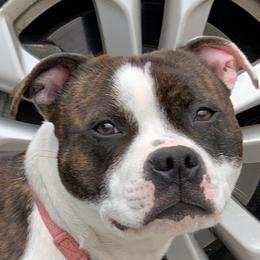 Colt - Staffordshire Bull Terrier