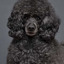 Poodles from IndigoStar Miniature Poodles