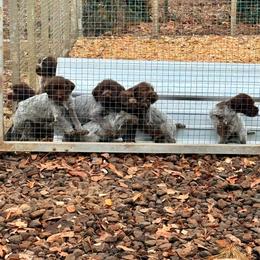 Buster - Brown and gray male Wirehaired Pointing Griffon puppy in Shelbyville, Texas from AndersonK9Kennels Bayou Beards