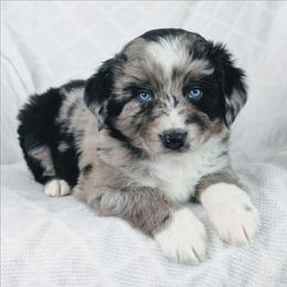 Boy 2 Green - Blue merle male Australian Shepherd puppy in Yakima, Washington from Naches Heights Ranch