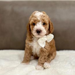 Button boy - Apricot male Goldendoodle puppy in Rio Linda, California from Plush Doodles