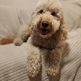 Gracelynn - Goldendoodle