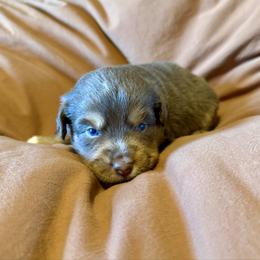 Justice - Red tri male Toy Australian Shepherd puppy in Medical Lake, Washington from MAS Gone Rogue