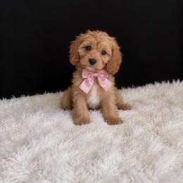 Lilly - Apricot female Cavapoo puppy in Richmond, Texas from Poodles of the south