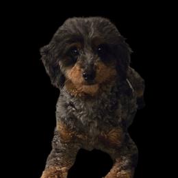 Rex - Goldendoodle