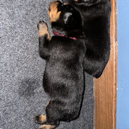 Rottweiler Puppies from Khaotic Rottweilers