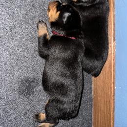 Rottweiler Puppies from Khaotic Rottweilers
