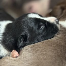 Border Collie Puppies from Chasing Dreams Border Collies