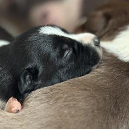 Border Collie Puppies from Chasing Dreams Border Collies