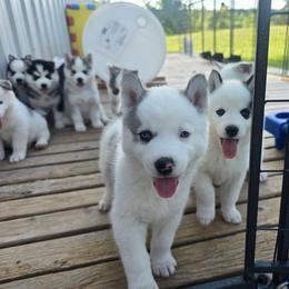 Elliot - Gray and white male Siberian Husky puppy in Addison, Michigan from Gray Run Siberian Huskies