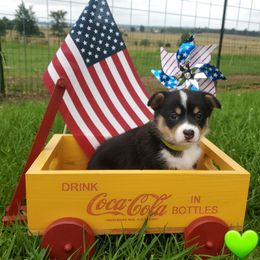 Green blackhead tri girl - Black and tan female Pembroke Welsh Corgi puppy in Centre, Alabama from Walker's AKC Corgis