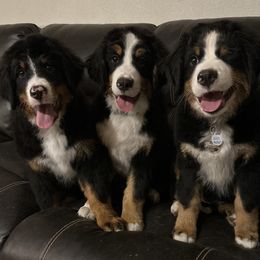 Bernese Mountain Dog Puppies from Baby Berners